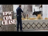 Cow Suspect Cow Suspect